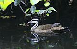 Sungrebe